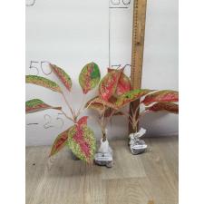 Aglaonema Lainamtong A-52
