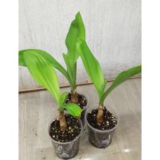 crinum sp white