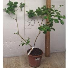 гваяковое дерево 4-ех листный / Guaiacum officinale (4 leaflet). 125