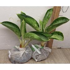 Аглаонема Банана Крупный Круглый. / Aglaonema Banana wealthy round A-79