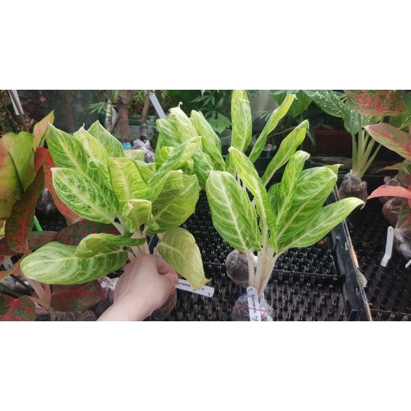 Aglaonema Golden Spoon 16-9