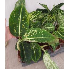 Dieffenbachia hybrid reflector