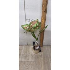 Aglaonema Aglaonema Tri Color Anyamanee A-110