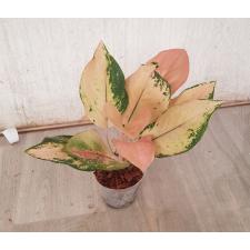 Aglaonema Amazon A-96 pot