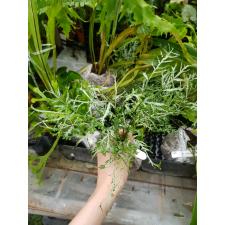Pteris ensiformis cv. Evergemiensis Crested (Dwarf) 244
