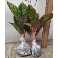 Аглаонема Помада (Розовая) / Aglaonema  Lipstick (Pink) A-114