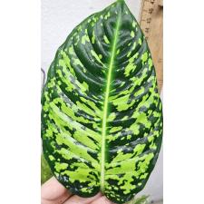 Dieffenbachia hybrid reflector (S)