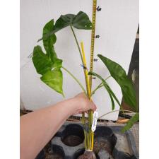 Alocasia sp.(T18) southern Thailand 158