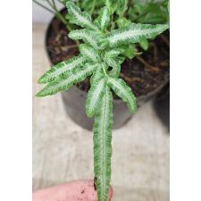 птерис мечевидный Виктория / Pteris ensiformis victoriae