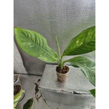 Dieffenbachia (T04) variegated D-8 S стакан Д