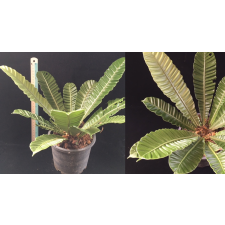 Asplenium 'Silver Wing'