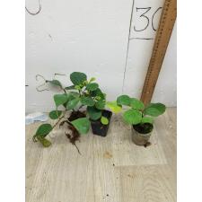 Ficus deltoidea