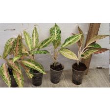 Аглаонема Легаси оранжевая / Aglaonema legacy Orange