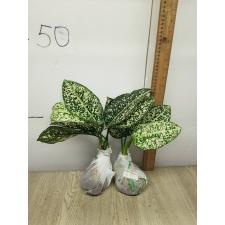 Aglaonema world heritage A-111