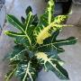 Codiaeum Tri Sara.
