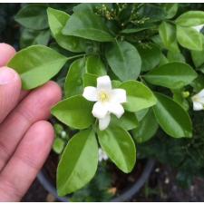 Murraya paniculata 'Himalayan' (flat leaf) 174/2  