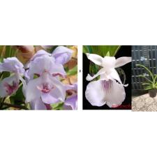 Акакалис цыанея х Кохлеантес амазоника / Acacalis cyanea x Cochleanthes amazonica