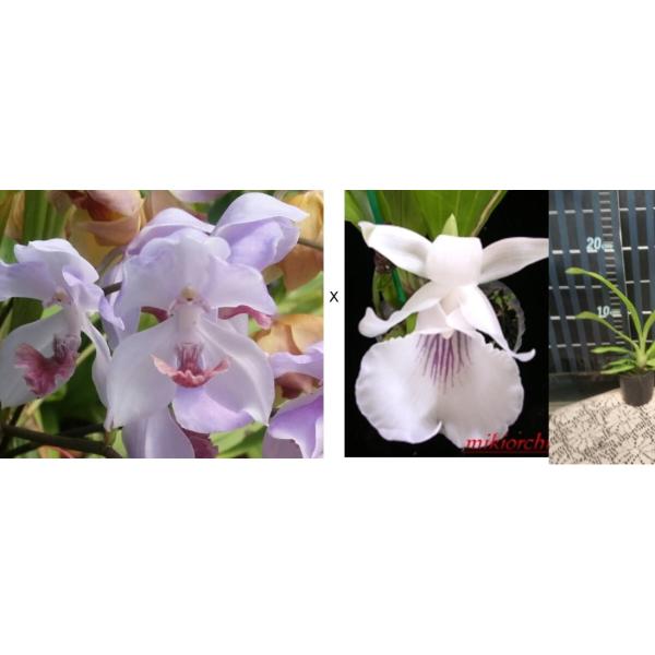 Акакалис цыанея х Кохлеантес амазоника / Acacalis cyanea x Cochleanthes amazonica