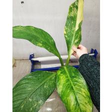 dieffenbachia sp Yellow variegated pot 3200p от 05,03,25