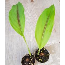 curcuma caesia 