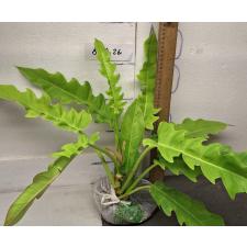 Филодендрон золотой крокодил. / philodendron golden crocodile (L)