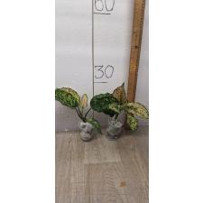 Aglaonema Gold Paper A-123