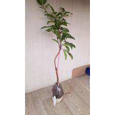 Manilkara achras (yellow leaf)(grafted) 147  по 4500р