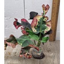 Codiaeum A64 Sri bang mod Уценка