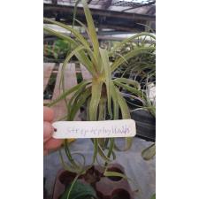tillandsia streptophylla