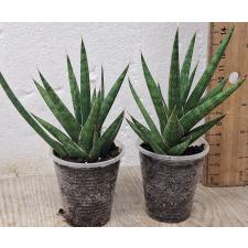 Сансеверия сп. францисии / sansevieria sp francisii