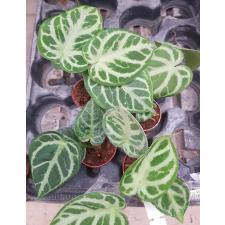 anthurium crystallinum silver blush 6 cm pot 950p