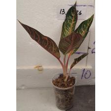 Аглаонема Банлинг - Тубтим. / Aglaonema Banlung - Tubtim A-99