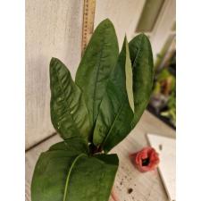 Anthurium superbum