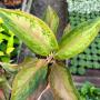 Aglaonema SP-11 Amor