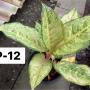 Aglaonema P-12 Frozen