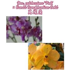 Доритис пулчеррима «Розовая» × Ванда «Бангкунтян Голд». / Dor. pulcherrima 'Pink' x Vanda Bangkhuntian Gold
