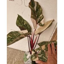 Филодендрон Розовая принцесса х Мраморный Король / PHILODENDRON PINK PRINCESS x MARBLE KING