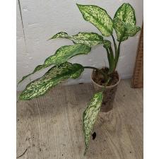 Аглаонема Галакси Грин Стар / Aglaonema Galaxy Green star