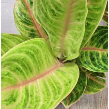 Аглаонема Тонг Сиам. / Aglaonema Tong Siam A-32