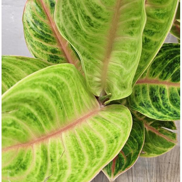 Аглаонема Тонг Сиам. / Aglaonema Tong Siam A-32