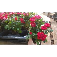 Rosa Gigi Party 7 cm pot