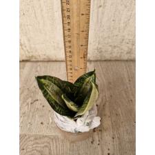 Sansevieria Mini Hani green eye