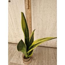 Sansevieria Gold Flame