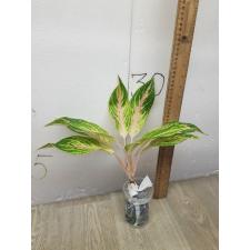 Aglaonema Malaitong A-44 Мутация