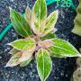 Aglaonema T26 Aurora Pink