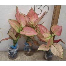 Аглаонема Розовая малышка / Aglaonema Baby Pink A-19