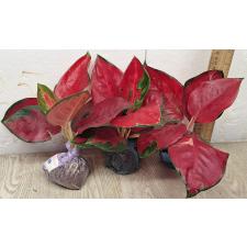Аглаонема Суксом Японг / Aglaonema Suksom Jaipong A-85