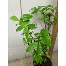 Randia formosa 252-251