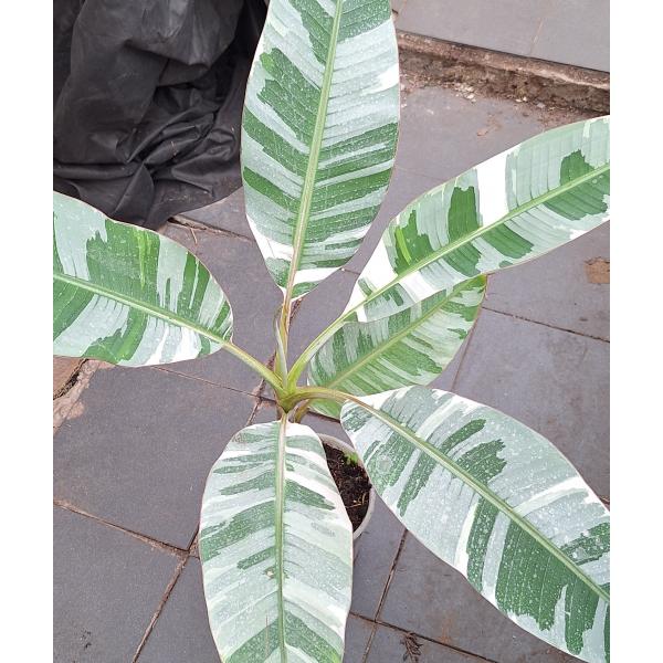 Варегатный банан (Белая варегатность) / Musa variegated (White variegated)