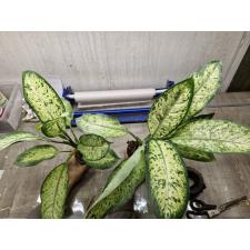 Dieffenbachia Hong Hern L pot 1500p